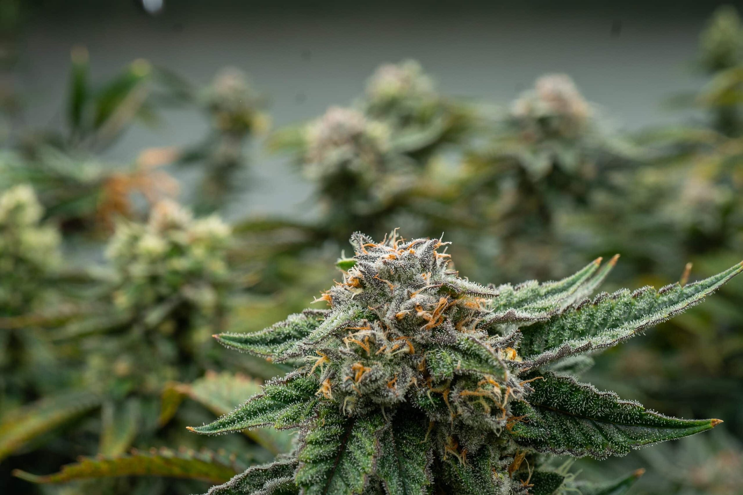 Joker Kandy Cannabis – Sweet, Uplifting Hybrid | Euphoric & Relaxing Effects