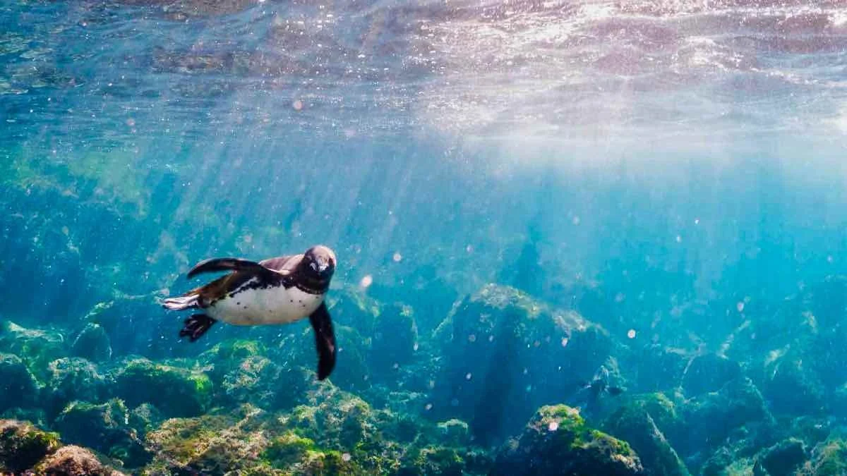 Underwater scene with a penguin swimming above rocks covered in green algae.