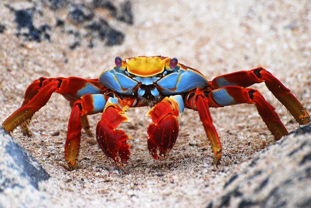 Colorful crab on sandy ground with rocks.