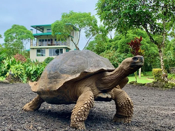 A large tortoise with a textured shell and thick legs walking on dark dirt ground in a lush green park setting with trees and plants, and a modern white house with blue accents in the background.
