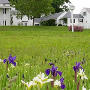 The History and Impact of the American Lawn