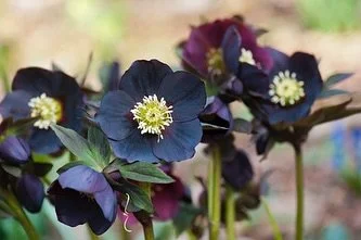 Think you know your flowers? 🌸🌿 Drop your best guesses in the comments below! ⬇️ #FlowerChallenge #LadewTopiaryGardens