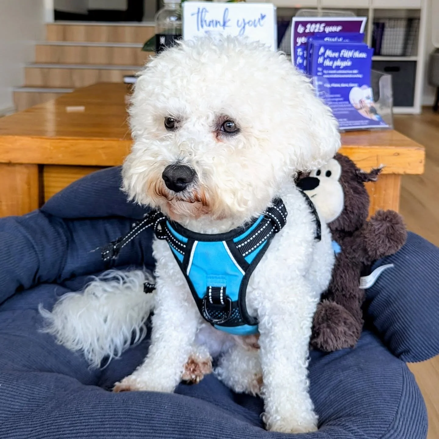 Contemplating booking classes this weekend? Otto's here to give you a gentle nudge 🐾

#motivationkisses #puppypower #moveitmoveit #connectovermovement #wellnessjourney #consistencyoverintensity #mindfulmembers 

Who will you be joining?