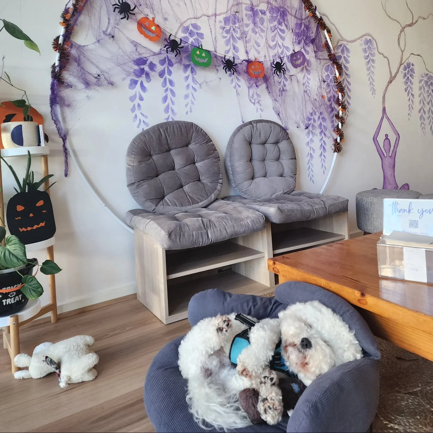 When you partied too hard on Halloween &amp; need a snooze..

If you're ready to move again, join us tomorrow for:

8am Mat Pilates
9am Barre 
10am Jumpboard Reformer

Otherwise see you Monday for a compressed timetable 

6:10am Reformer
7am Mat Pila