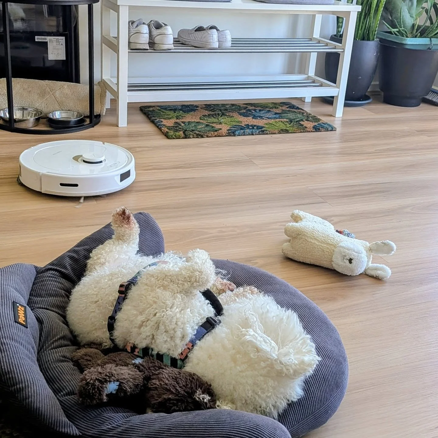 Only one of the above seems to be working today..

If you're feeling a bit meh, why not join Yoga (Slow Flow) at 3pm or Yin later at 5:15pm.

Find your zen &amp; be as relaxed as Otto 🧘🏻&zwj;♀️

#BreatheItOut #CalmBodyCalmMind #MelbYogi #MindfulMov