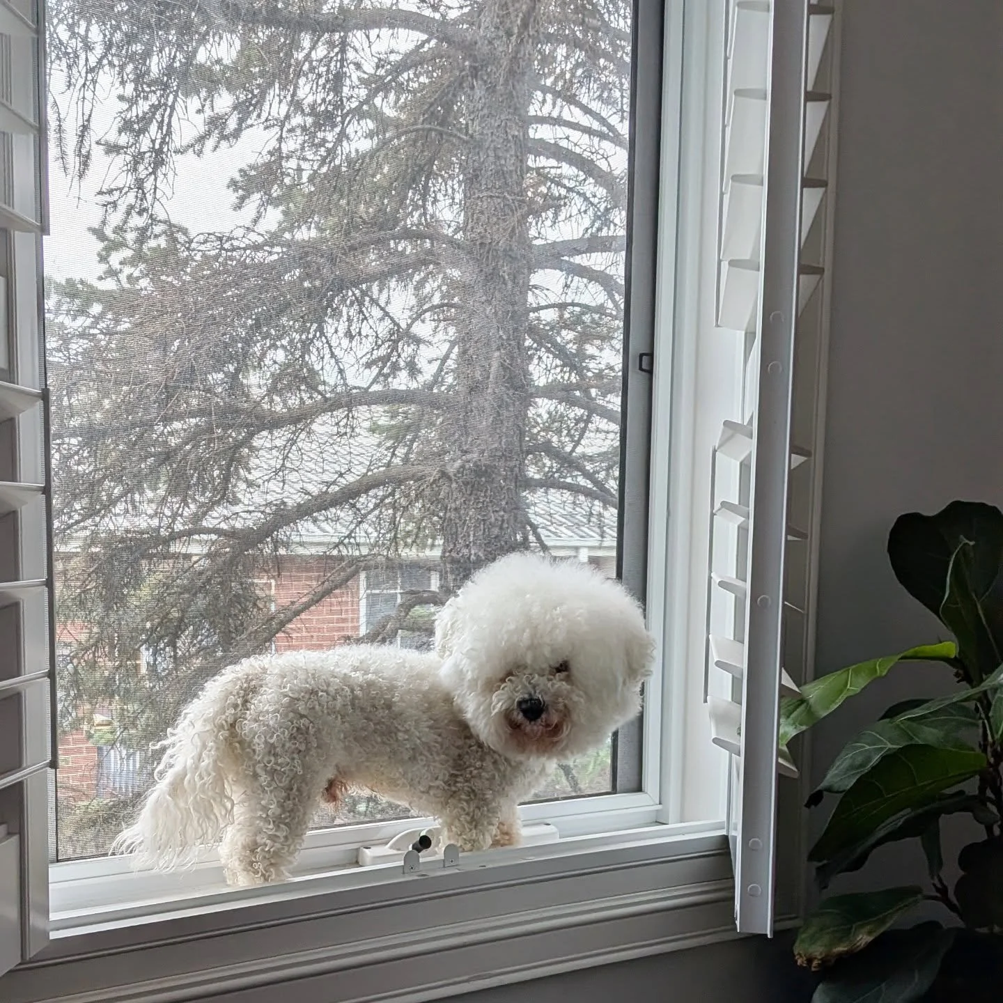 When you have the leg strength to get up, but now the brain power to get back down. 

Hope you're surviving the school hols &amp; if you need help with coordination - we got you!

Can't guarantee fab curls like Otto's though 😆

Pop into classes this