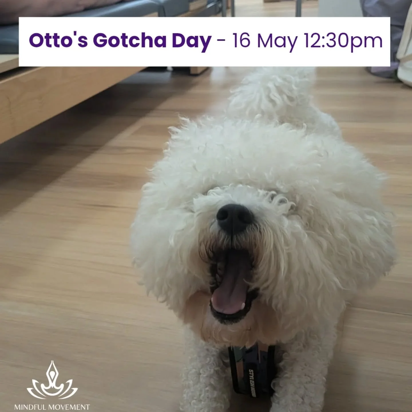 What you up to tomorrow? Please join us to celebrate Otto's Gotcha Day by meeting at studio &amp; taking a stroll to Gardiners Reserve Dog Park x