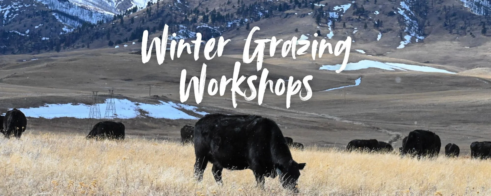 Winter Grazing Workshop