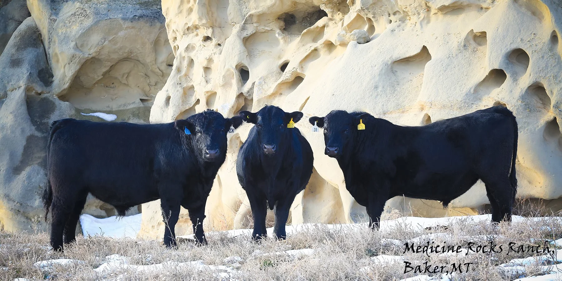 2026 Montana Angus Tour