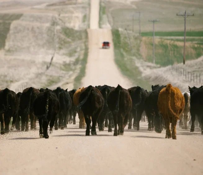 Low Stress Livestock Handling with a Bud Box