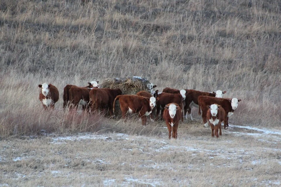 Grazing Strange - Bale, Windrow, &amp; Strip Grazing Practices
