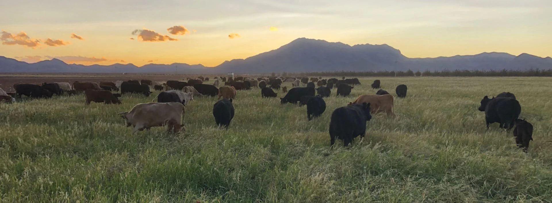 Adaptive Grazing Workshop