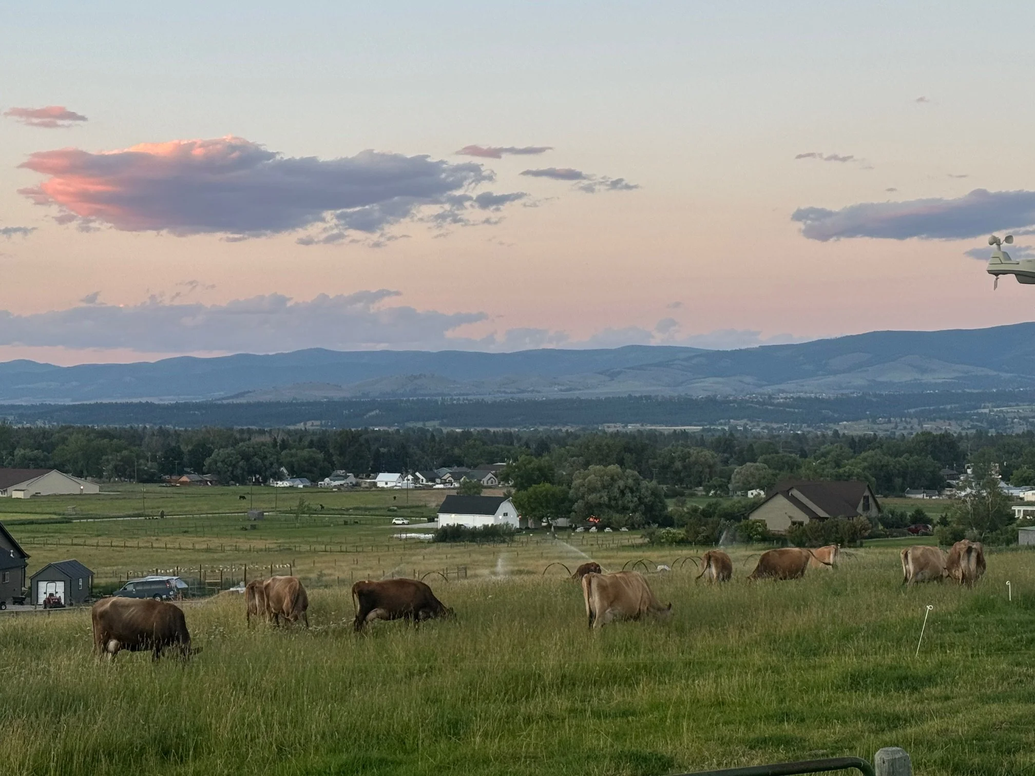 Women in Ag: Pasture Tour + Noxious Weed ID