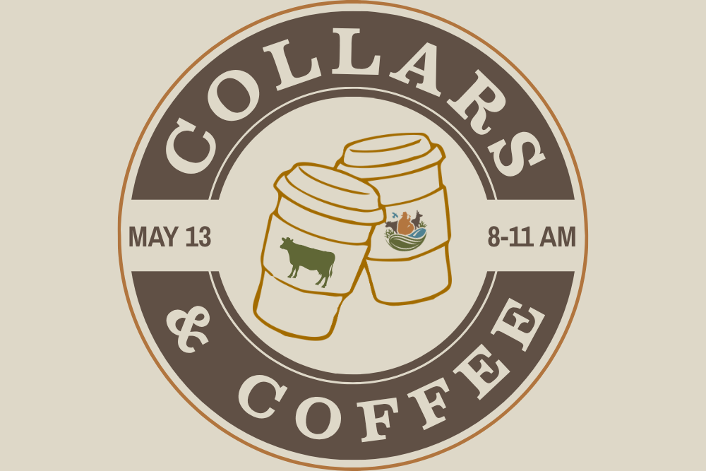 Coffee + Cow Collars