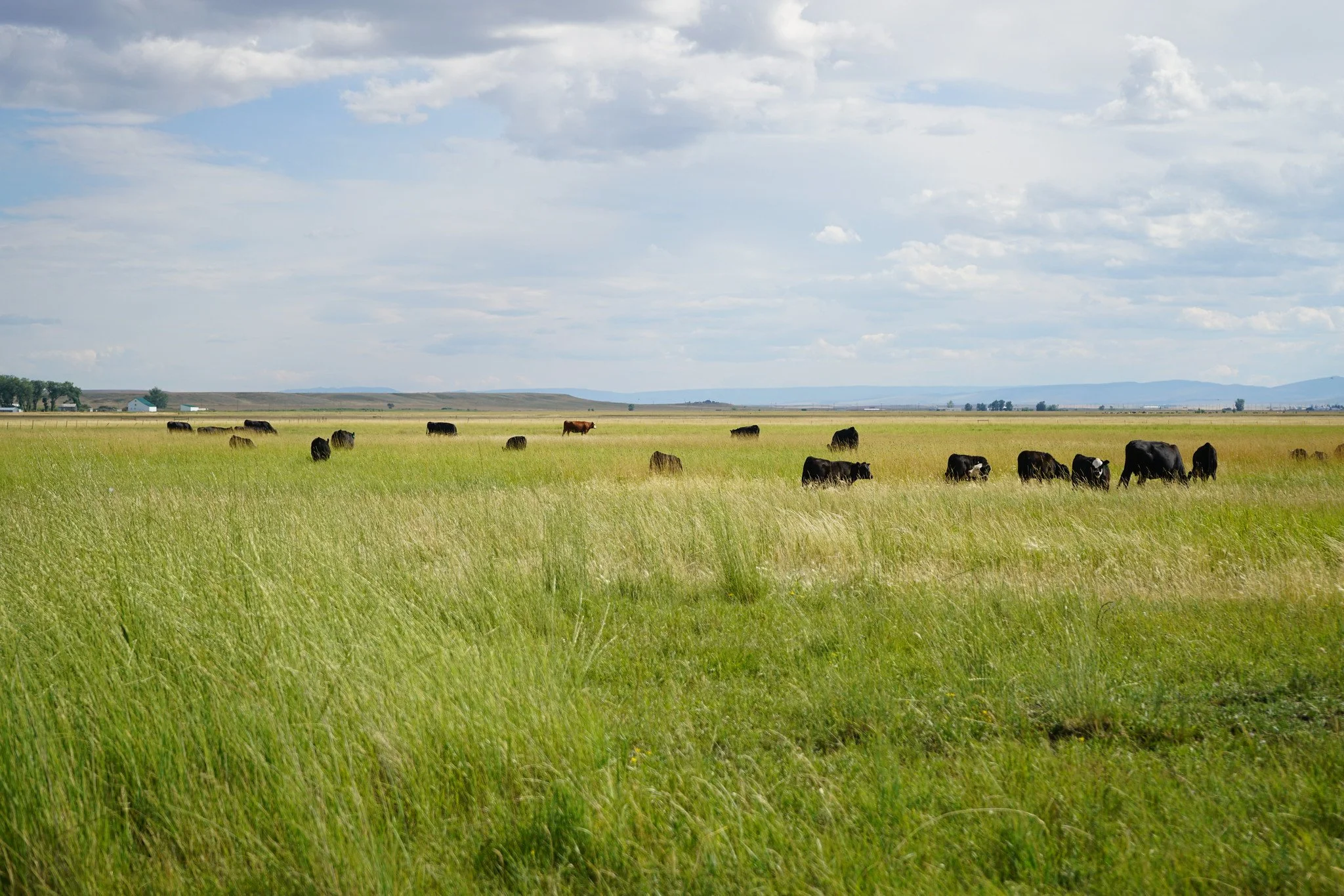 Ideal &amp; Invasive Rangeland Plants