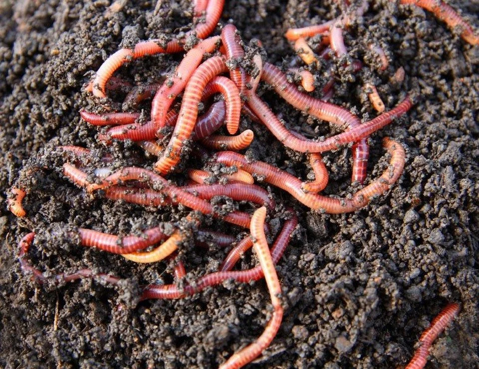 Worms, Weeds, & Waste