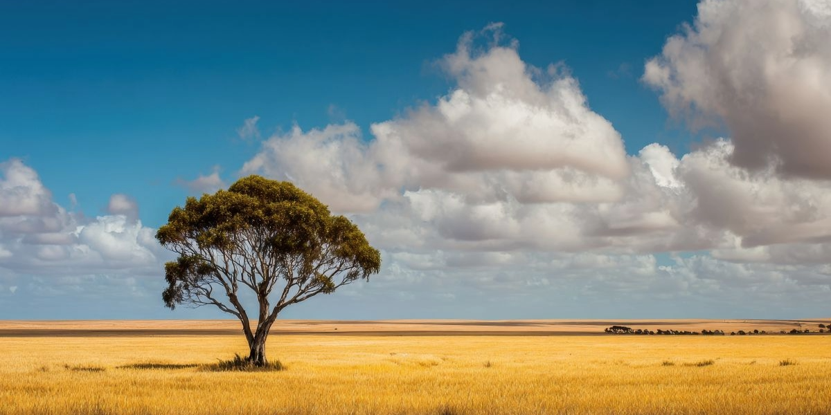 “South Australian country landscape with open plains and lone tree, symbolising place, connection and Comfort Care journeys walking alongside communities across Country SA, supported by SA Health and NATSIPCA.”