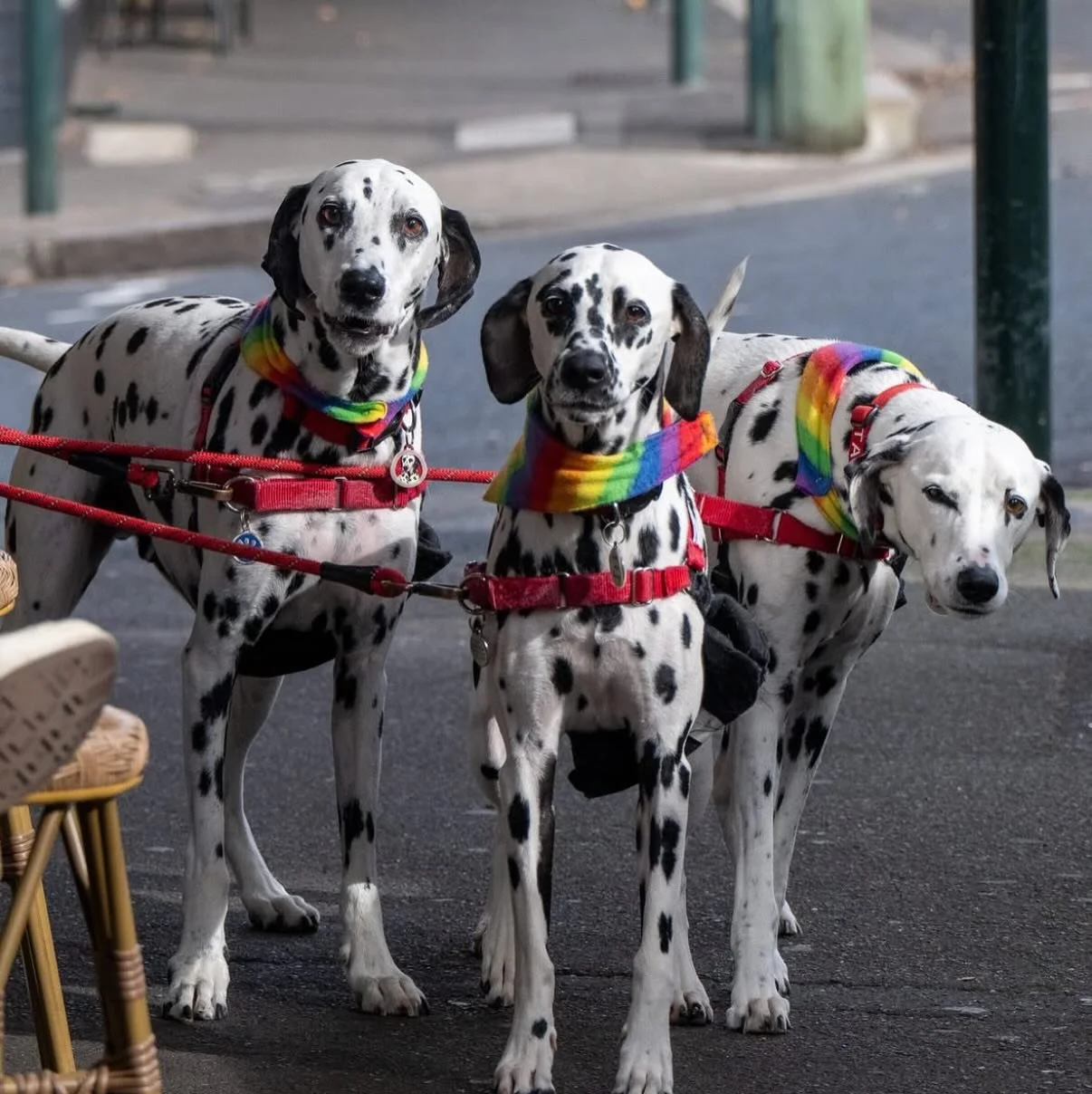 Dog family always welcome at @darlobar 🐶 

Swing by tonight with your furry friends and get a raffle entry free when buying drinks after 5pm 🎫