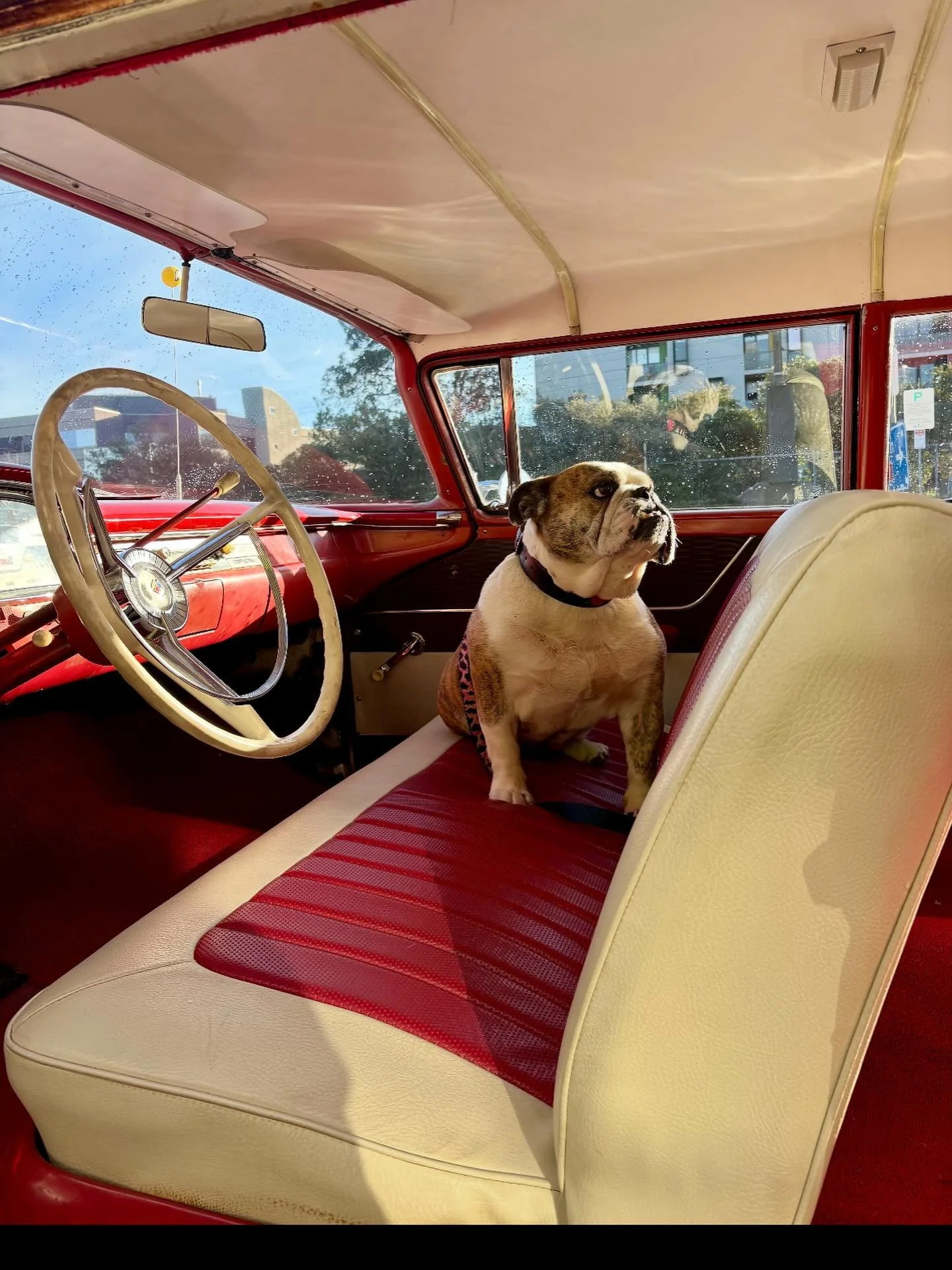 Happy 8th birthday to our little girl and everyone&rsquo;s favourite CEO. We love you baby.❤️❤️❤️
@minisbulldogrescueclub 

#noofnation 
#sharpcutsnofucks 
#wherelookinggoodisunderstood 
#kidgamblebarbershop 
#bulldoglovers 
#bulldog