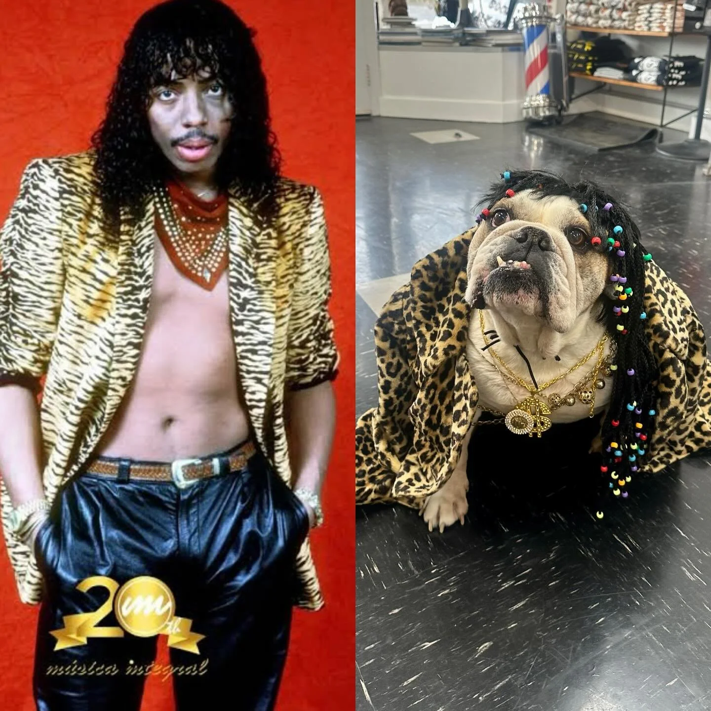 Happy Bullyween! Rick James comes to Moorabbin bitches 😂😂 @minisbulldogrescueclub