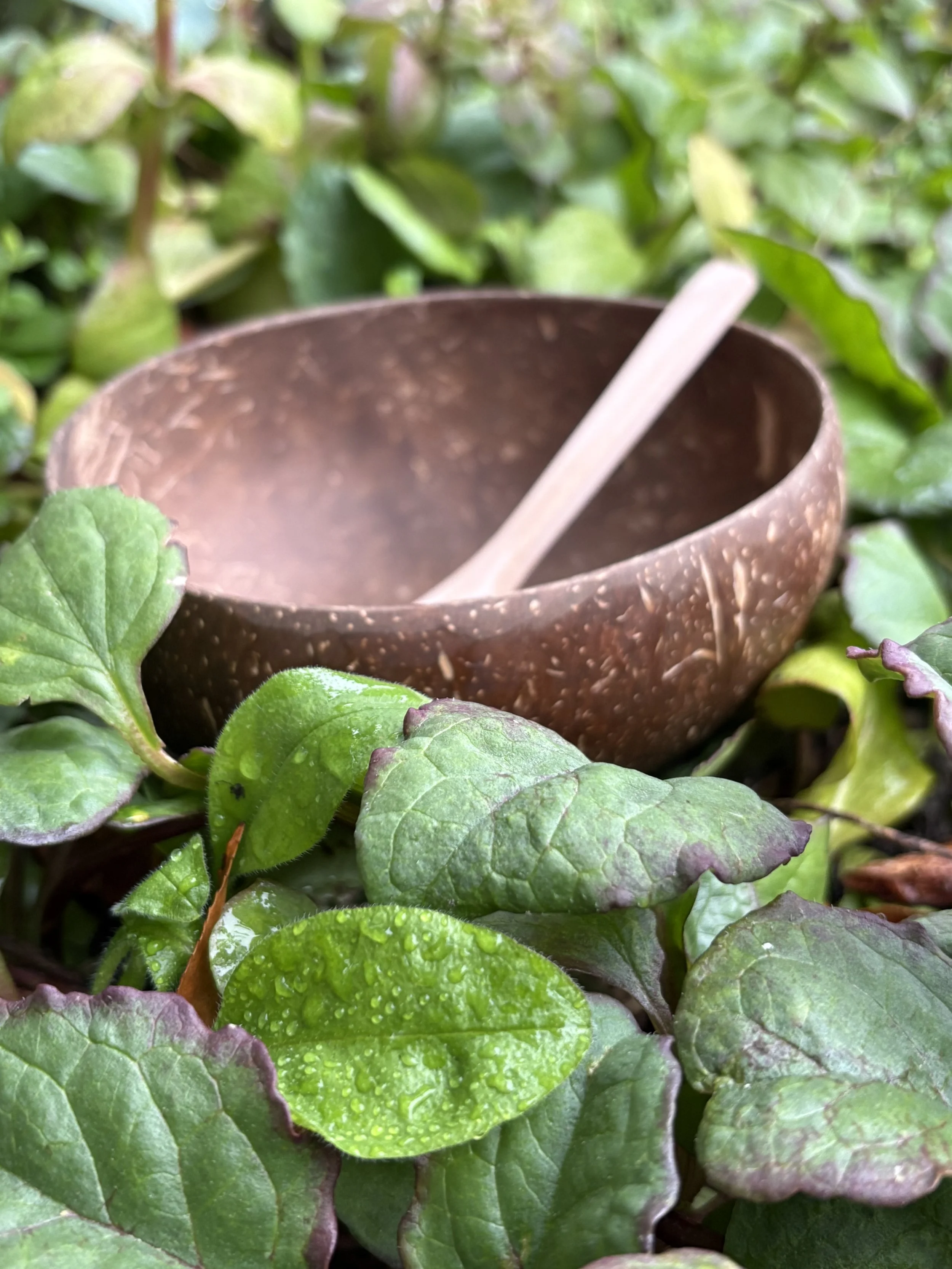 Coconut Bowl and Spoon