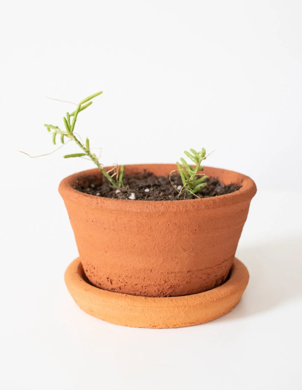 Rhipsalis in Local Terracotta