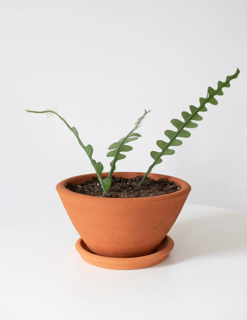 Zigzag Cactus in Local Terracotta