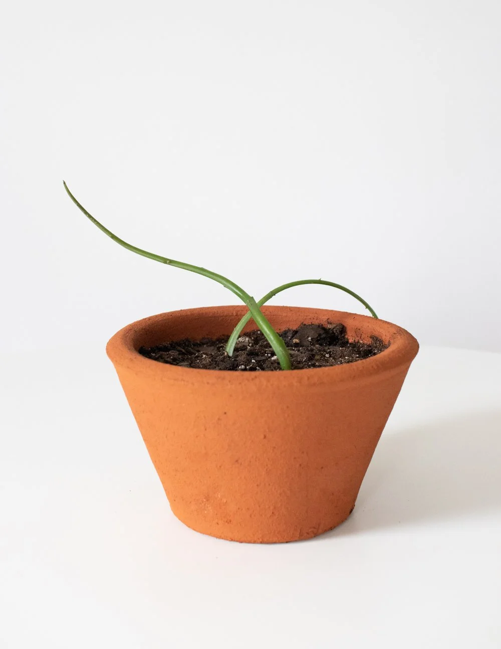 Night Blooming Cereus in Local Terracotta
