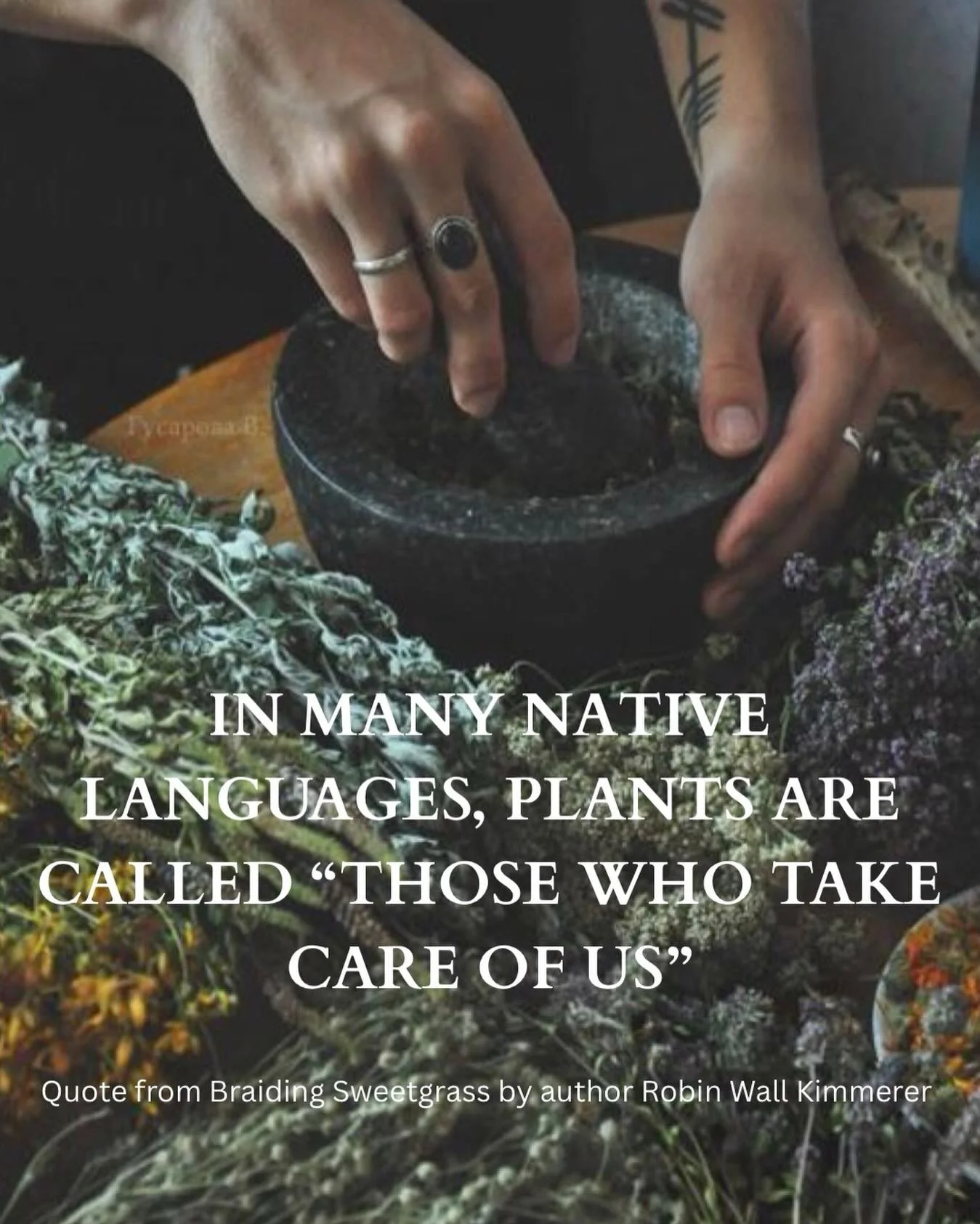 Those who take care of us, nurture us, nourish us, heal us. I read, re read and re re read this line from Braiding Sweetgrass, it made me see plants as more than teachers, it made me look at the like they&rsquo;re family members, parents, siblings, c