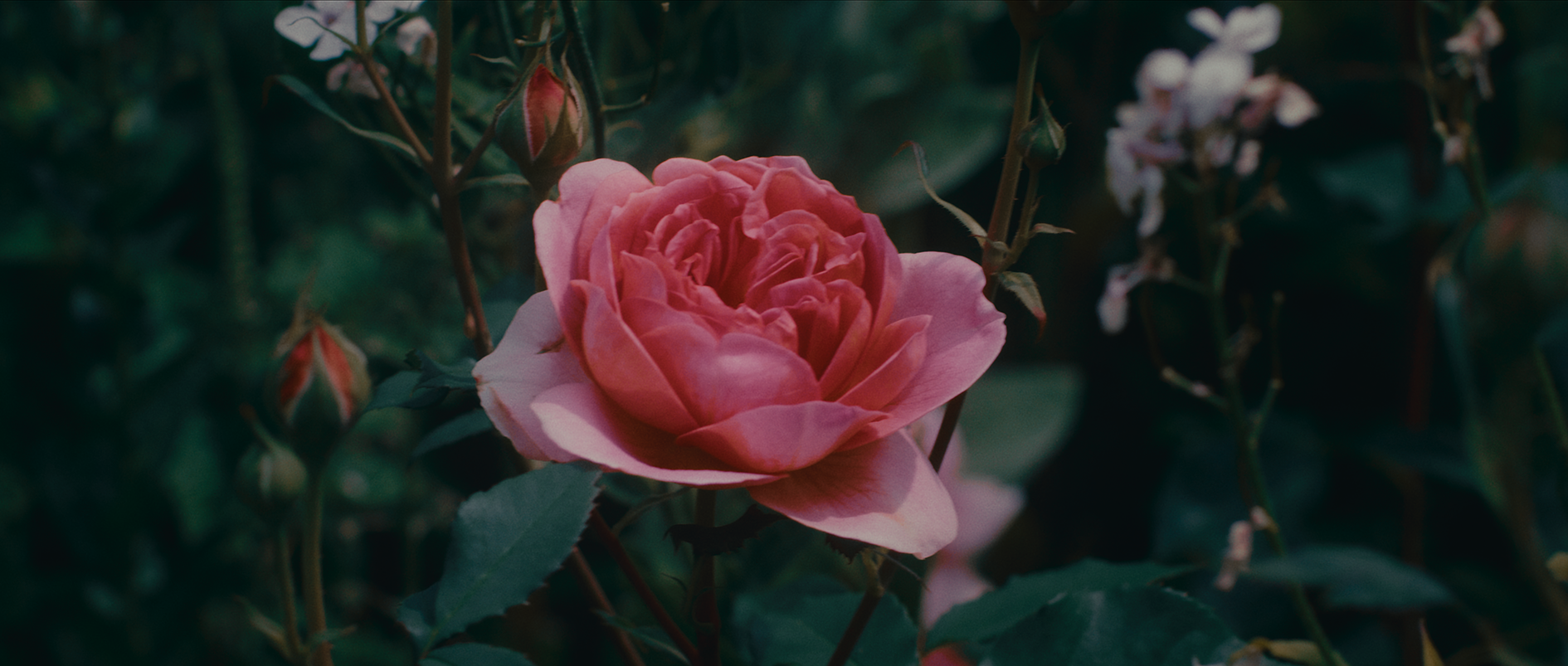 "The Magician's Garden" directed by C.A. Cooper (Chris Cooper).