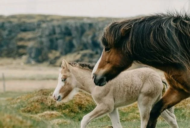 Meirihluti vill banna blóðmerahald