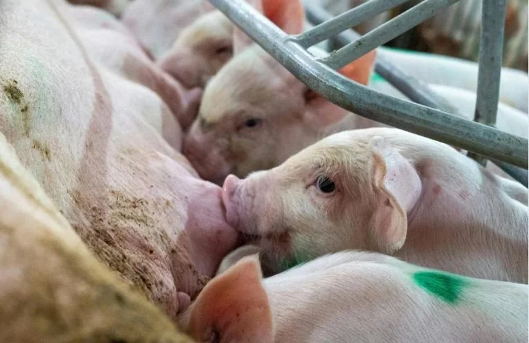 Þingmenn óska eftir svörum varðandi eftirlit með dýravelferð