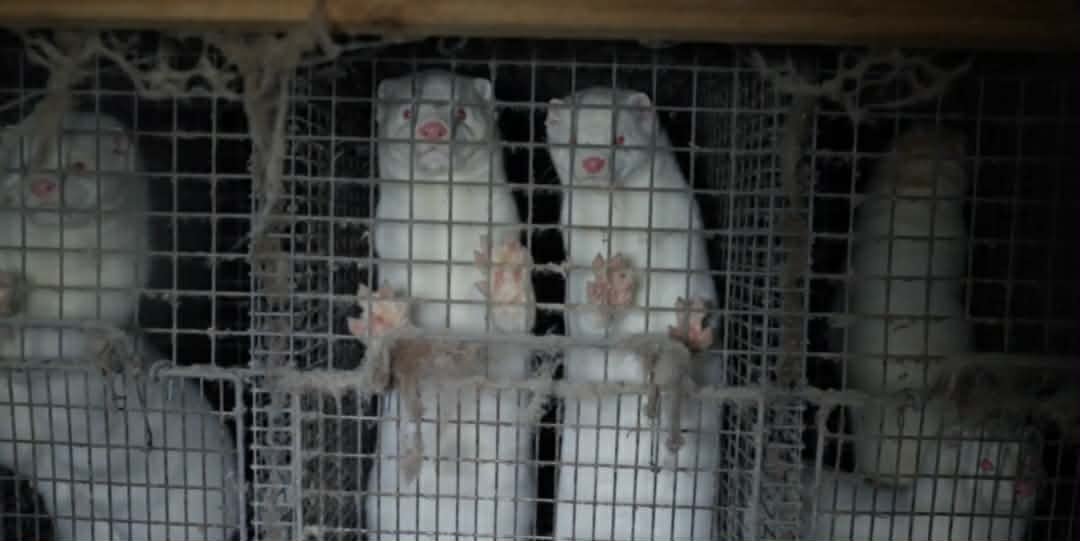 Yfirlýsing frá DÍS: Skorað á stjórnvöld að banna loðdýrahald