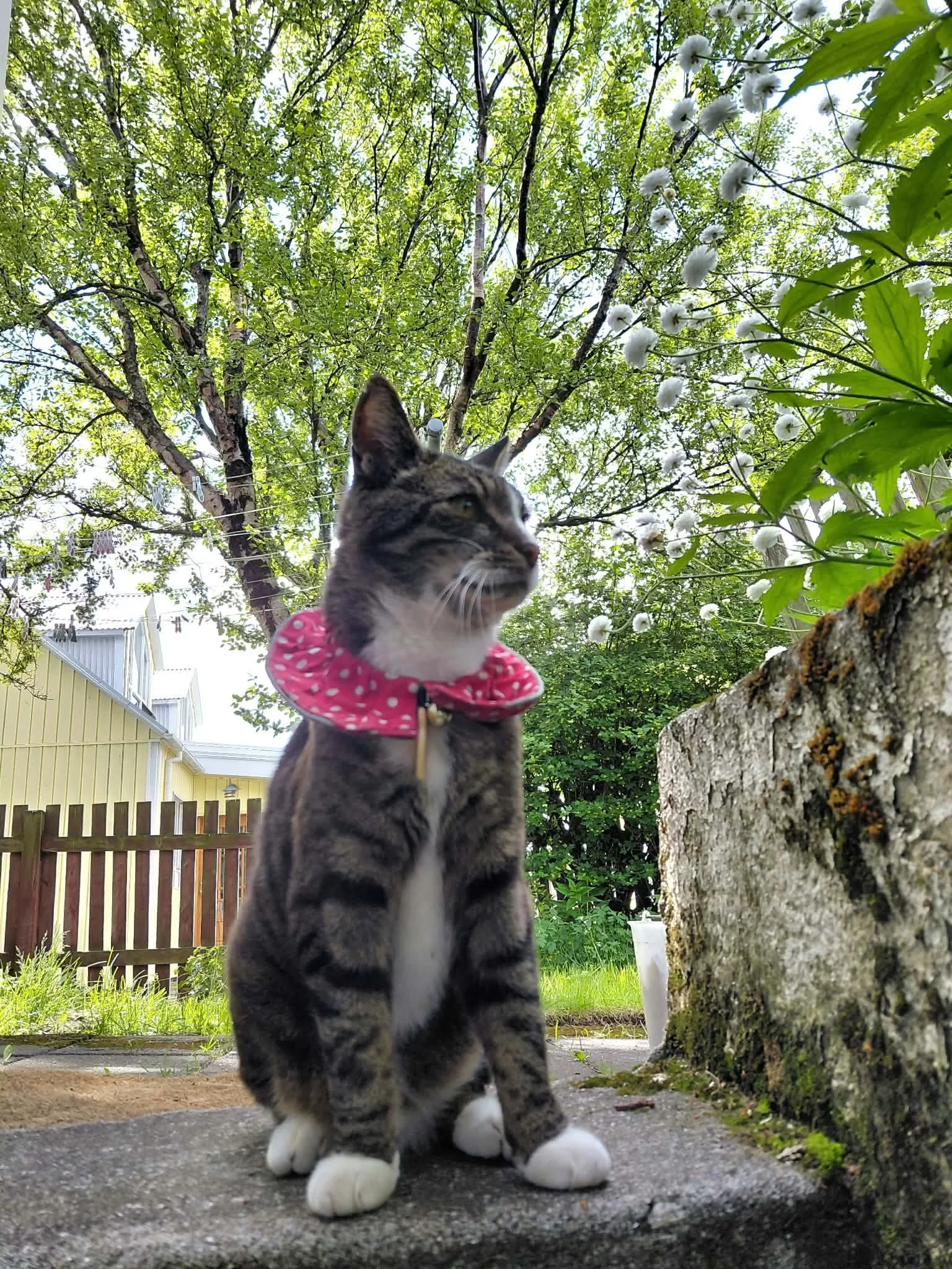 Hvatning til kattaeigenda á varptíma fugla