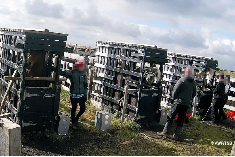 Yfirlýsing: Leyfi til blóðmerahalds verði fellt úr gildi&nbsp;