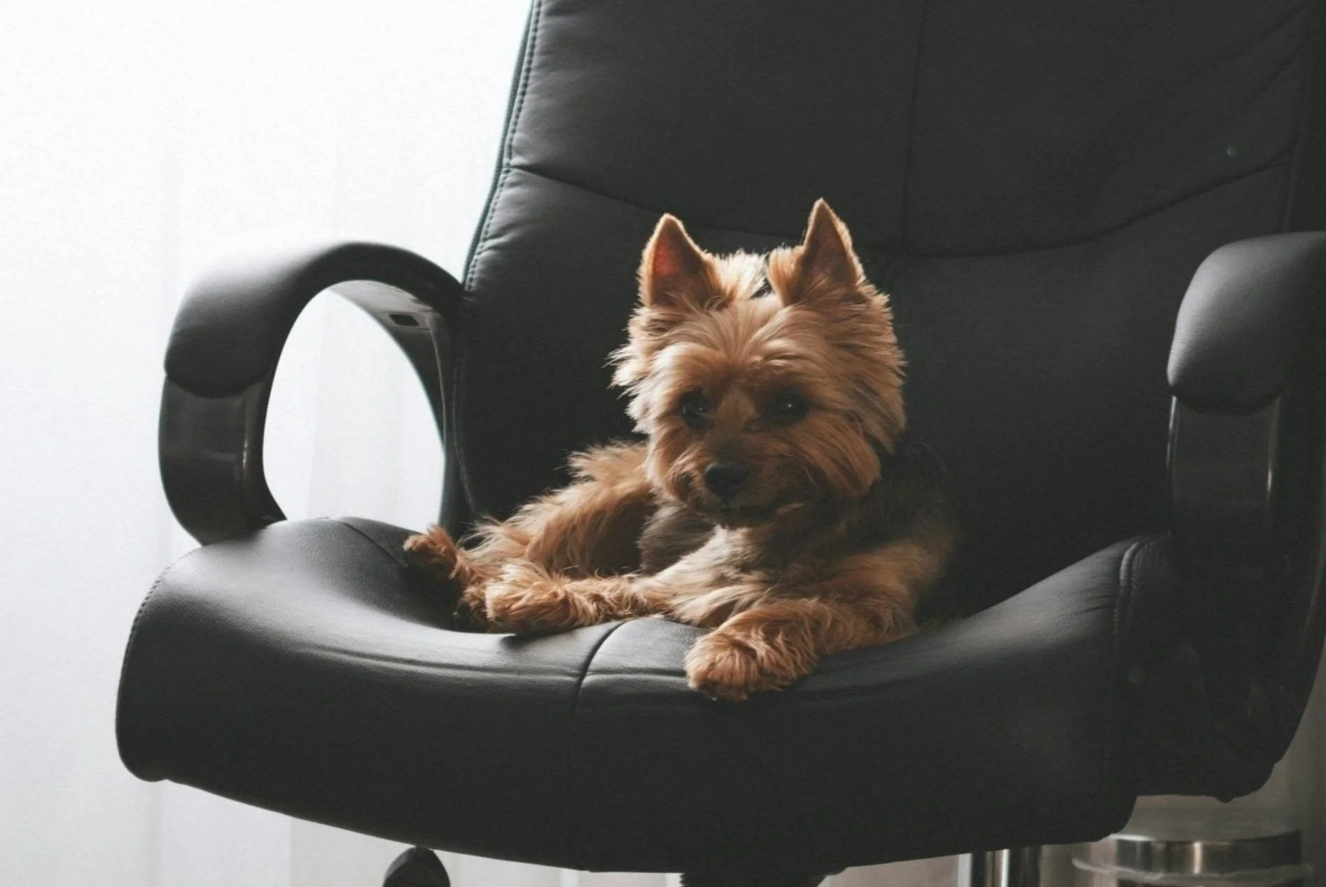 Kleiner Hund, wahrscheinlich ein Yorkshire-Terrier, sitzt auf einem schwarzen Bürostuhl.