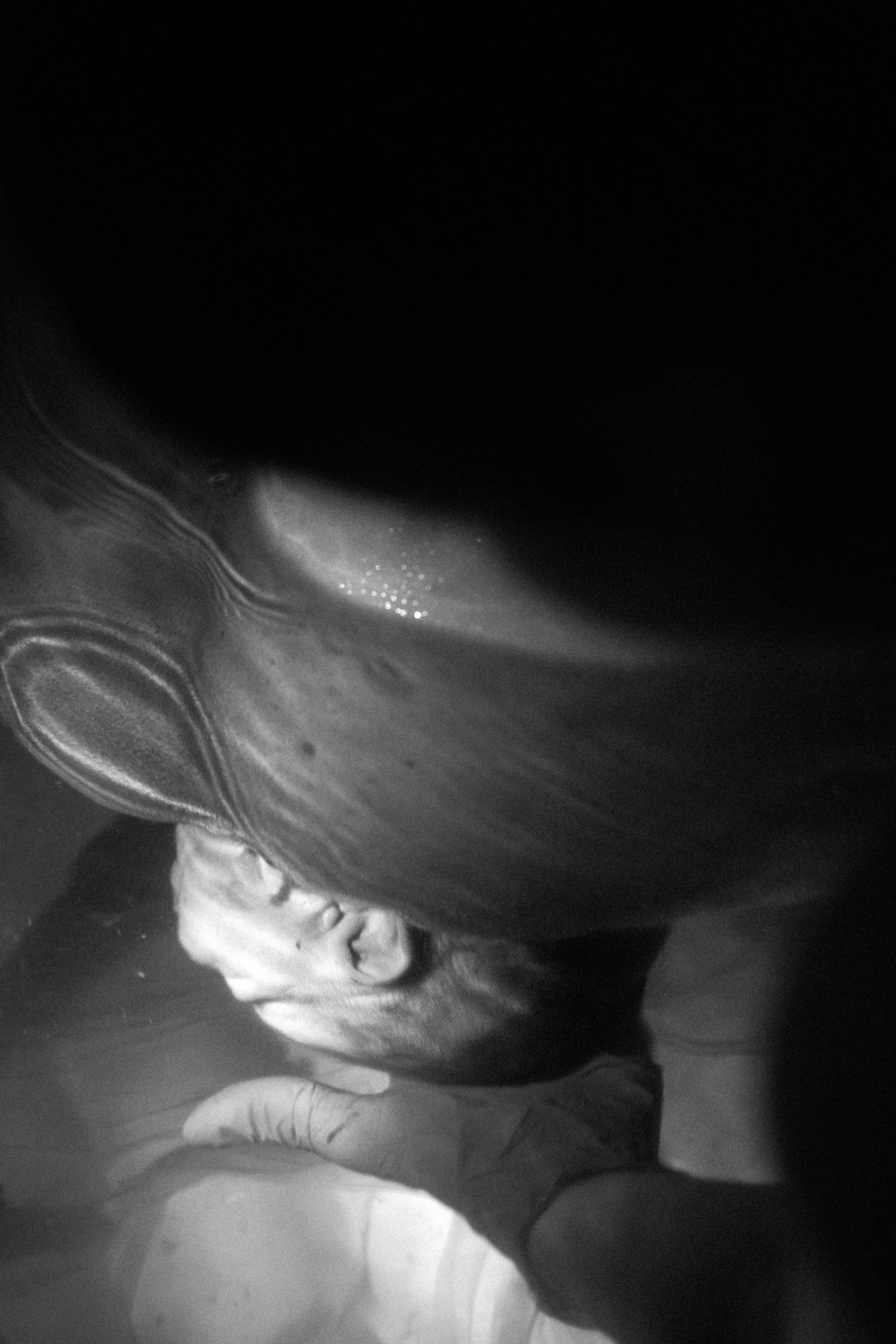 Close-up image of a whale being examined by a person wearing gloves.