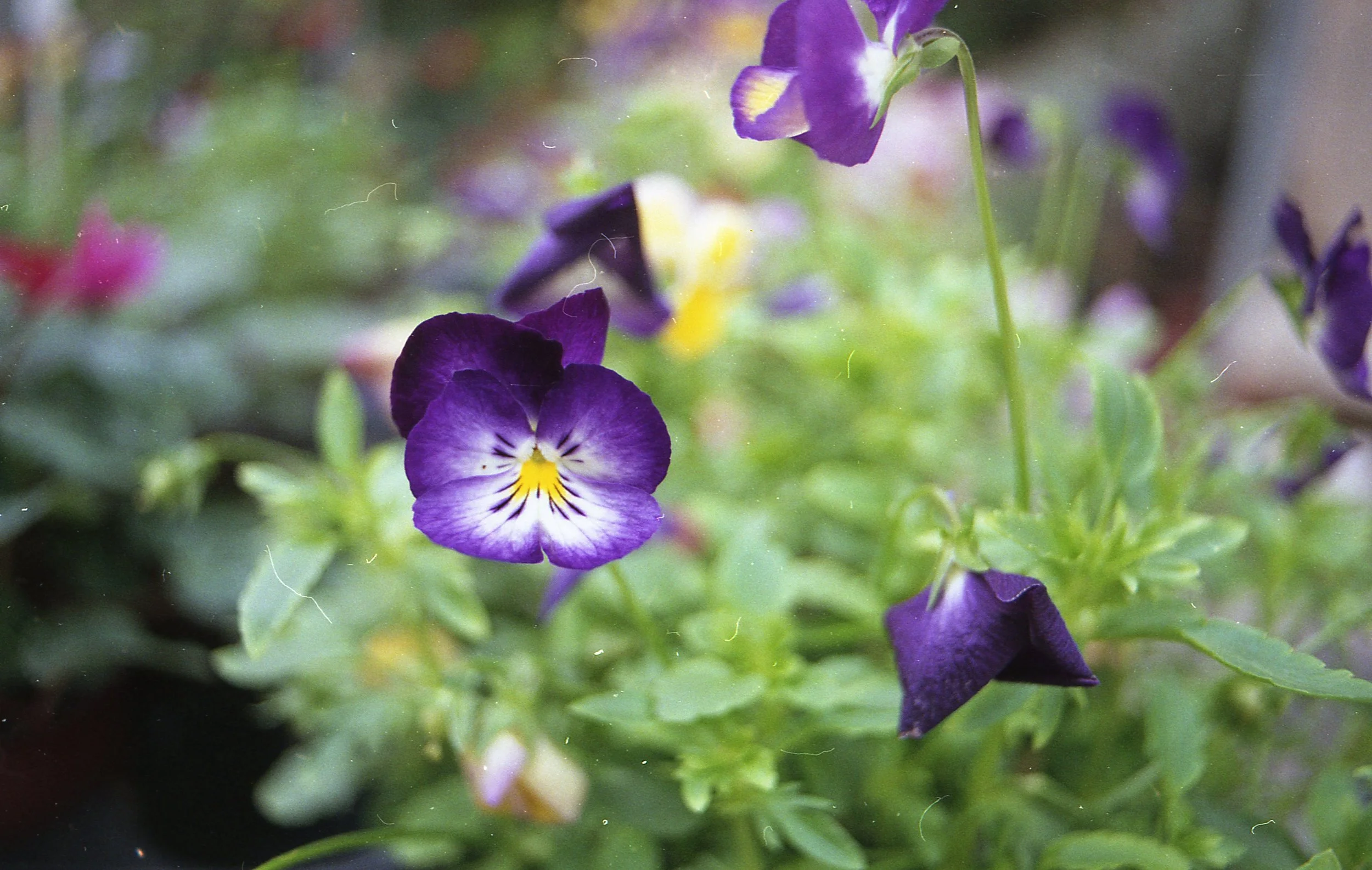 The sadness of photographing flowers.