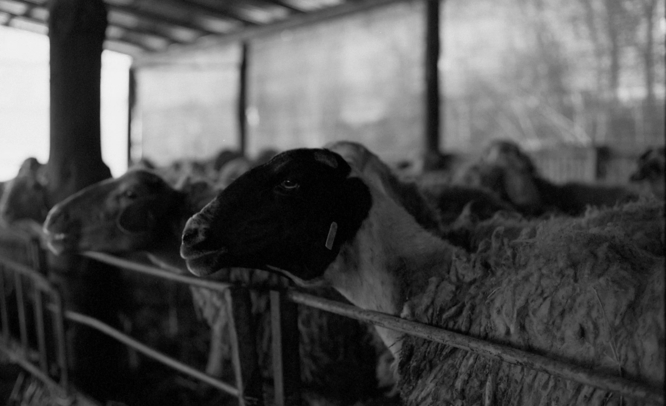 Black and white photo of goats in a barn, leaning over a feeding trough.