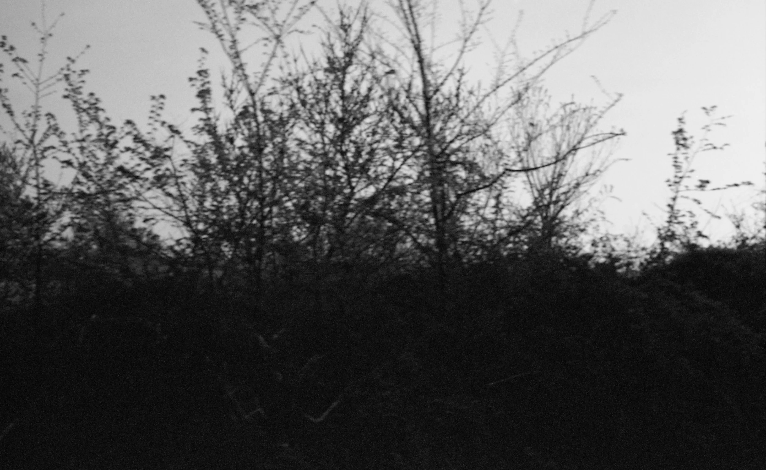 Silhouettes of dense bushes and leafless trees against a pale sky, suggesting late autumn or winter evening.