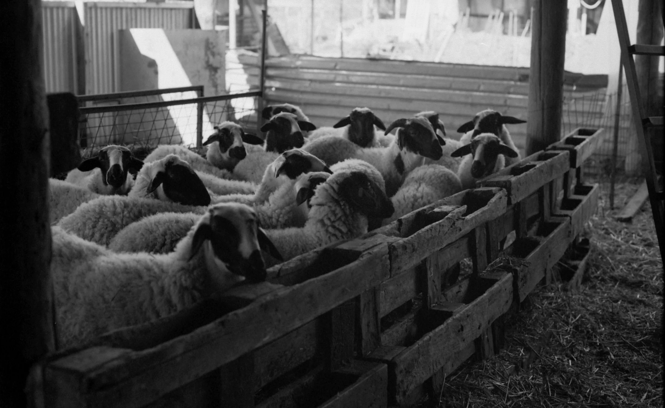 Black and white photo of a group of sheep inside a wooden enclosure on a farm.