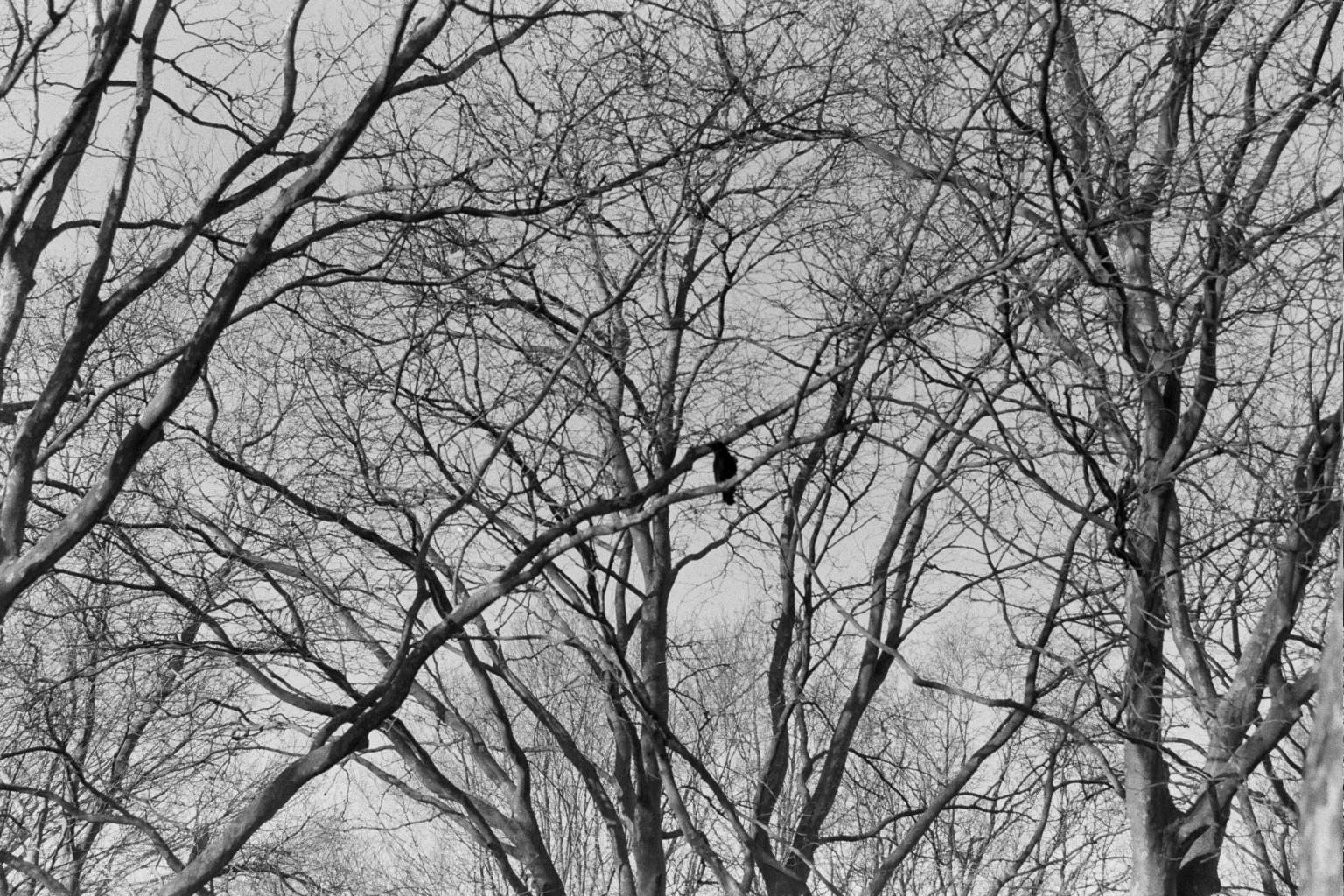 In The Backyard Of Birds: An Exploratory Study In Avian More-Than-Human Relationships