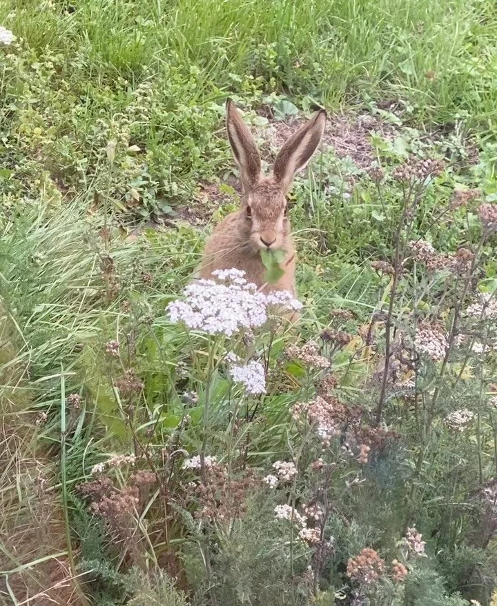 This is one of the many reasons why (and probably the sweetest) I don’t mow the little bank outside my studio.