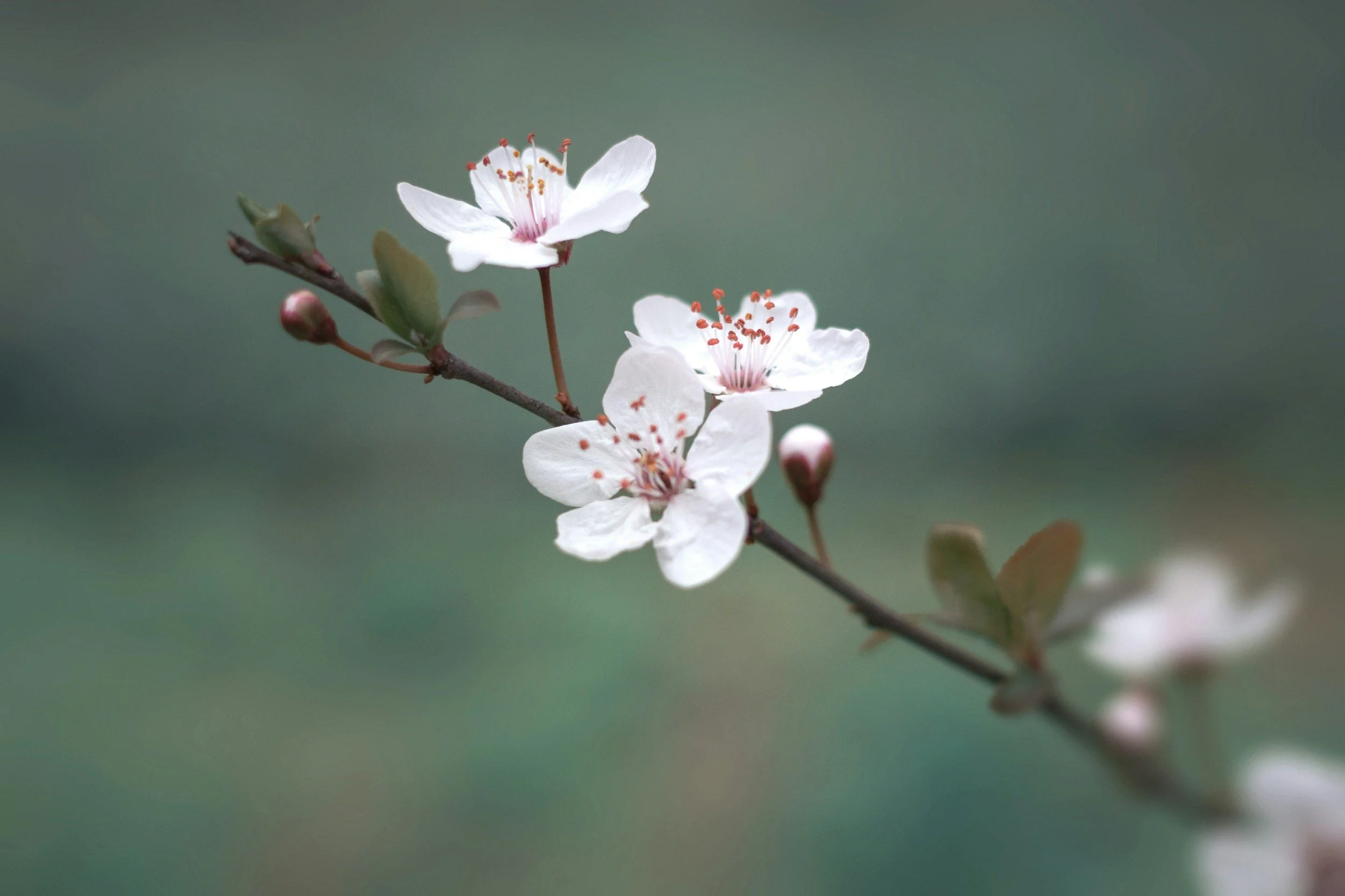 Cherry Blossom Outreach