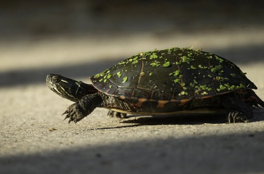 Indigenous Teachings about Turtle with Elder Mark Phillips