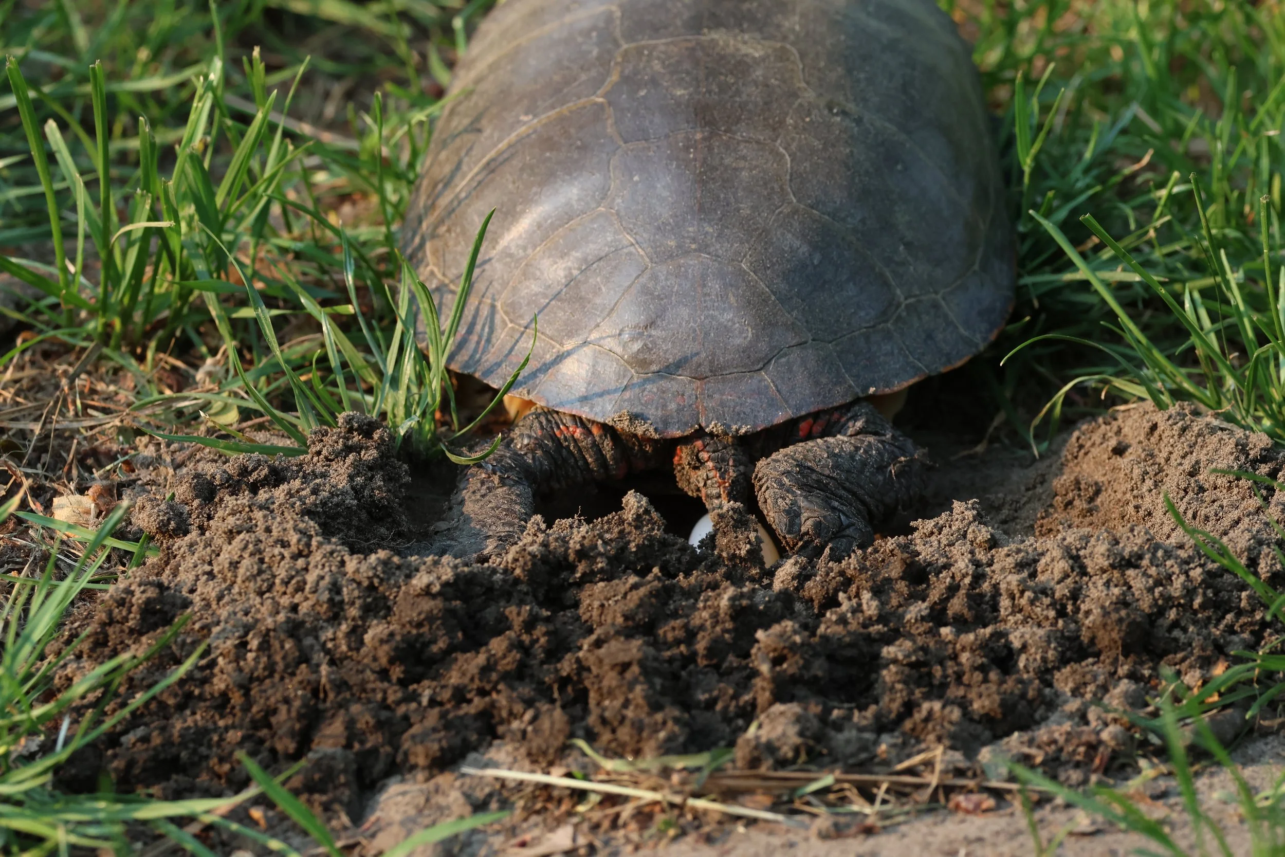 Nesting Training (Smythe)