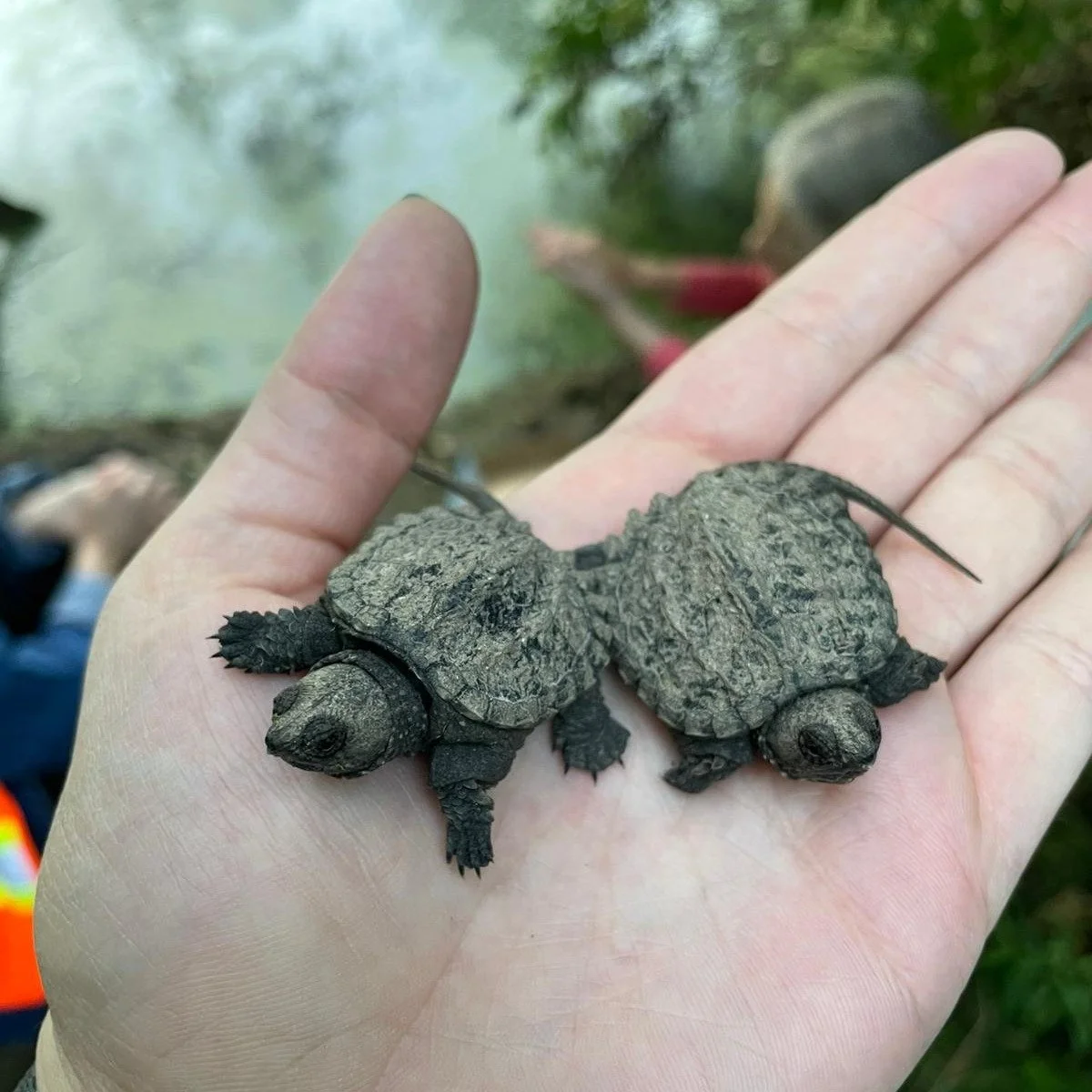 Hatchling Training (High Park)