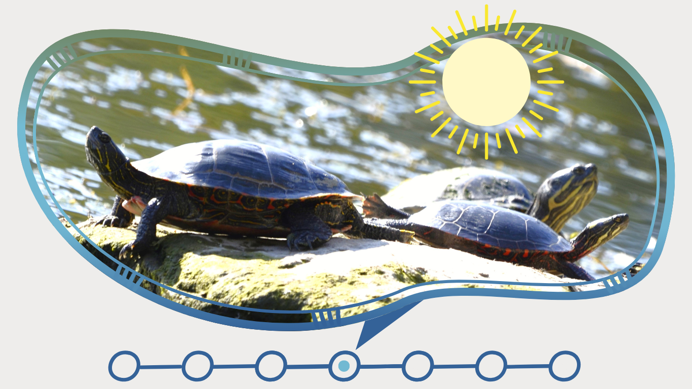 timeline_4_basking.png