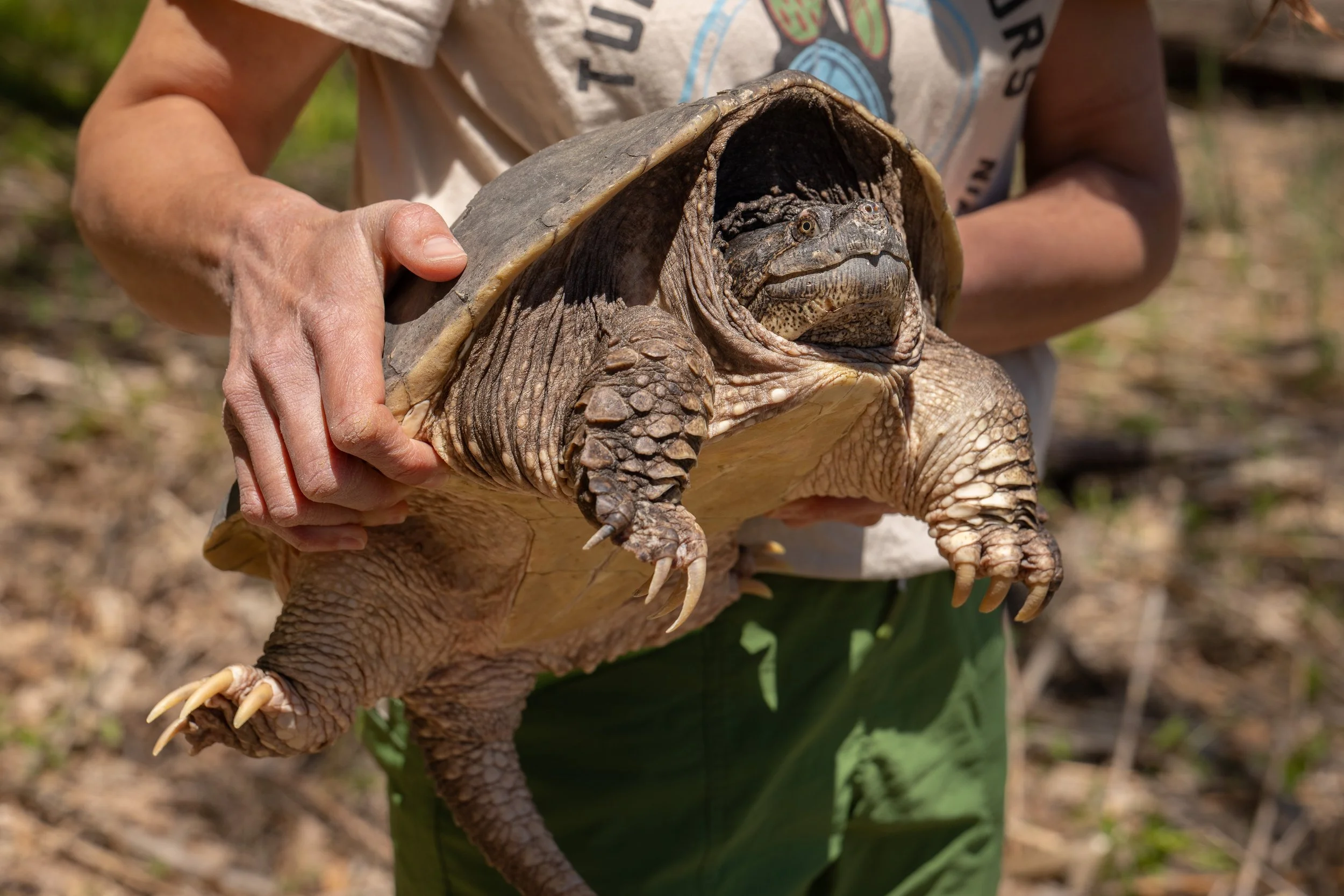 Jenny holds a Snapping Turtle