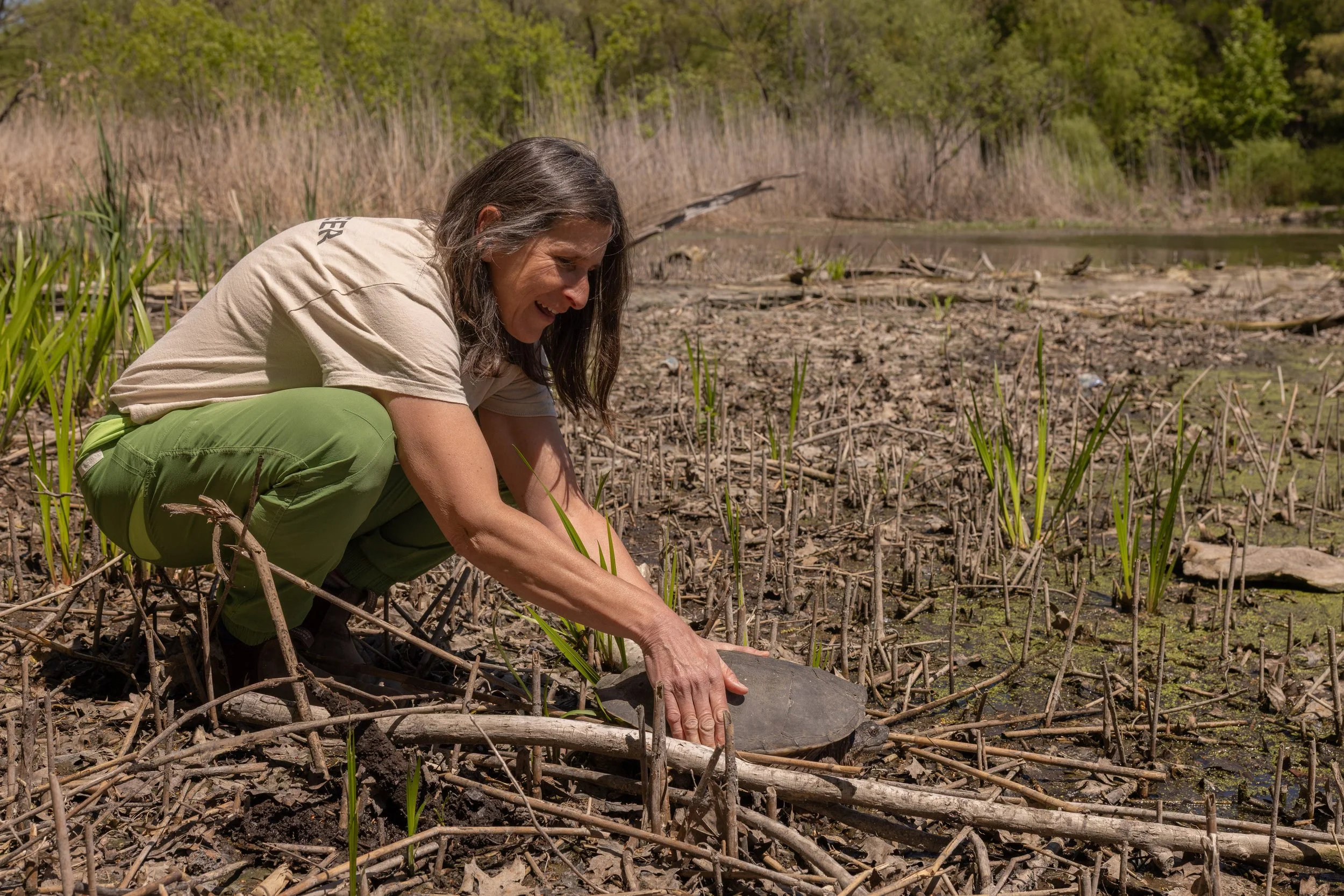 Jenny Davis releasing a Snapping Turtle